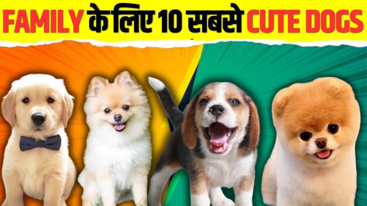 Best Family Dog Breeds In India