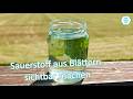 Photosynthese: Sauerstoff aus Blättern sichtbar machen