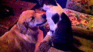 VID-20111115-00139