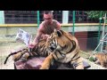 When Your Pet Tiger Is Your Best Friend...