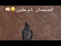 كوكو الخبل الصيصان شو حلوين 😂