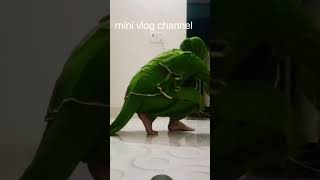 vlog #trend #cutebaby #bolleywoodsong #trending #funny #vlog #vlogger #vlogvideo #vlogs