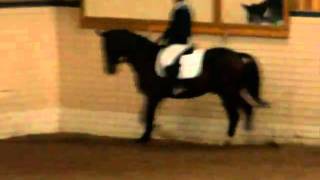 Plexus LB:2
