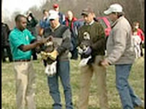 Tennessee River Eagle Release, Gov. Elect Bill Has...