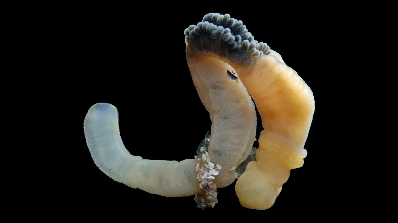 Glossobalanus minutus (gusano bellota)