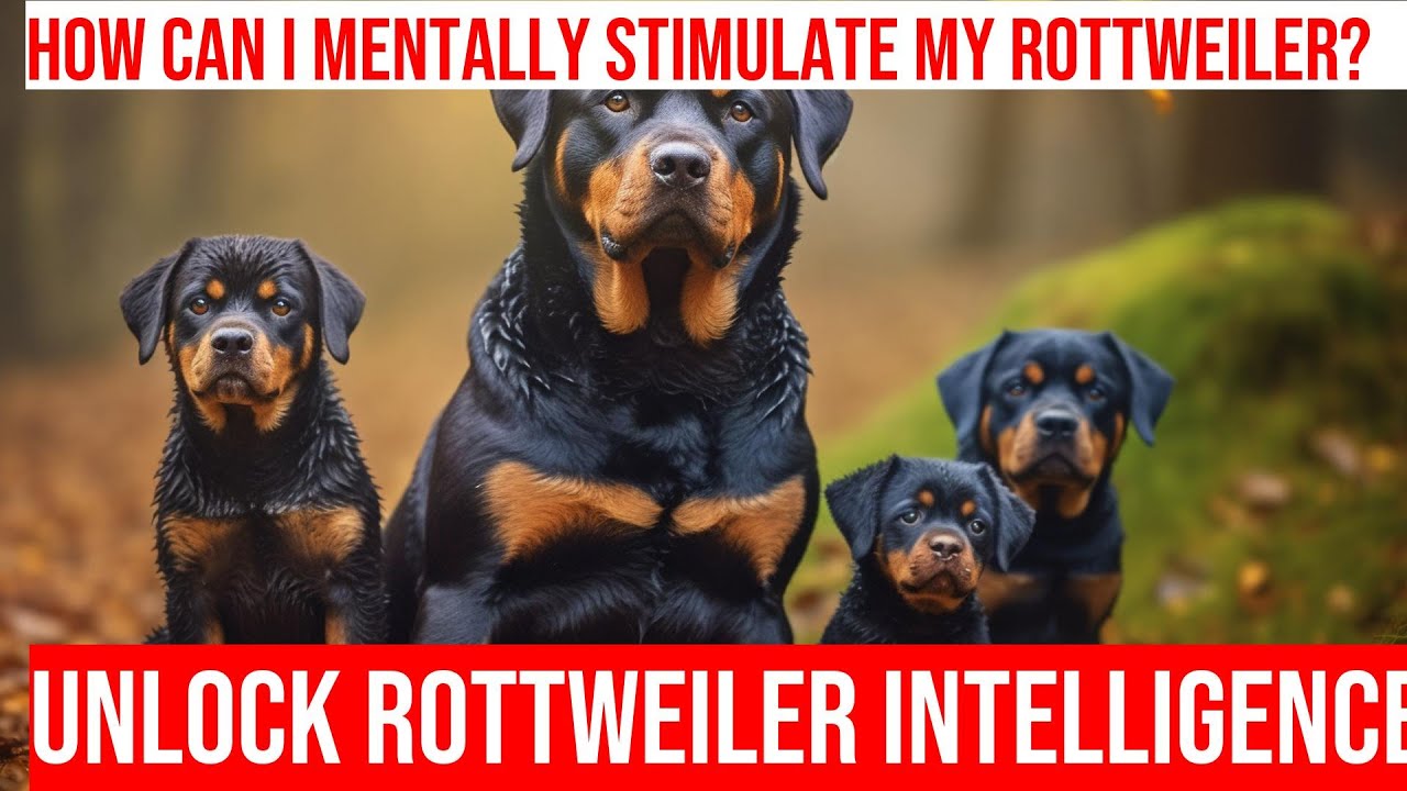 Unlock Your Rottweiler's Mind Fun Intelligence Games! YouTube