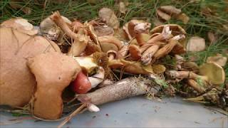 В грибы Смоленского Поозерья