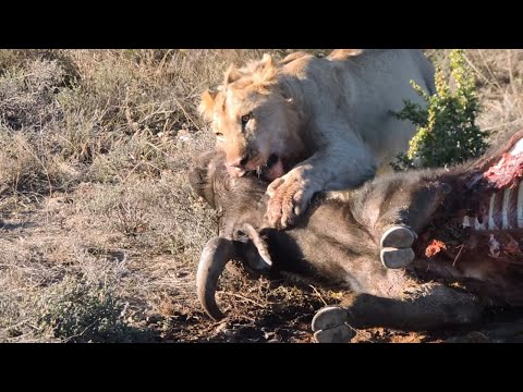 Lion vs Buffalo Tug of War
