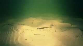 Приманка. Съедобка Percas Fit Minnow 2" Приманка. Съедобка Percas Fit Minnow 2"