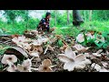 Picking Wild Fairy Mushrooms | Kabute "Libgos" In The Forest-BUHAY BUKID