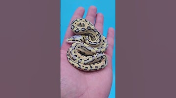 Very Interesting PUZZLE ball python morph COMBO! 🥳🧩🐍