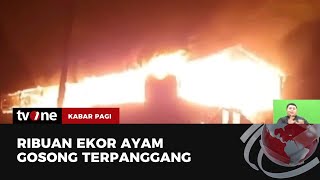 Kandang Terbakar Ribuan Ekor Ayam Mati Terpanggang | Kabar Pagi tvOne