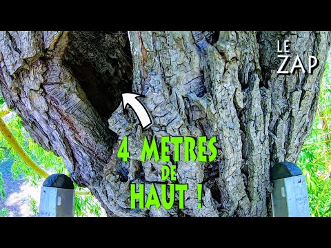 Une Chose Incroyable Dans Cet Arbre !
