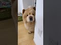 今日のご飯は何かな？？と覗き込む、くり蔵くん💕🐶 チャウチャウ「くり蔵くん」Instagram@kurizo_chow #犬王国 #チャウチャウ #チャウチャウのいる生活