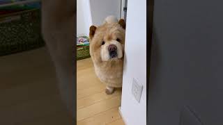 【豆知識】あなたはわかる？動物クイズまとめ