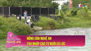 Nông dân Nghệ An thu nhập cao từ nuôi cá lóc