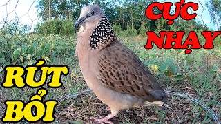 Tiếng cu gáy rút bổi  / Cu mồi đất rút bổi cực nhạy/ Chim cu gáy VN P296