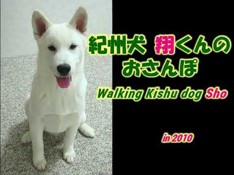 Walking Kishu Dog Sho 紀州犬 翔のおさんぽ Youtube Walking Kishu Dog Sho 紀州犬 翔のおさんぽ Youtube