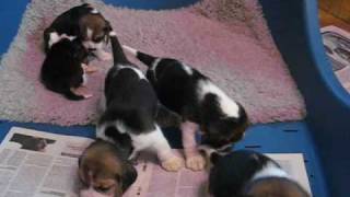 beagle szczeniaki w wieku 4 tygodni