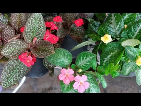 Vídeo: Descrição de uma rosa, ou sobre a variedade de espécies da Rainha das Flores