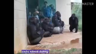 Dubing sunda lucu monyet sien corona story wa popular