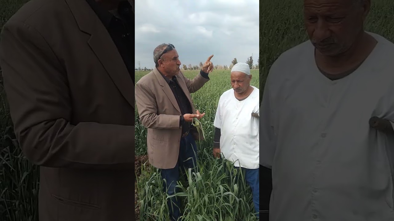 الصدأ الأصفر أخطر أمراض محصول القمح يهلك المحصول بالكامل ظهر اليوم في الصنف سدس 14 