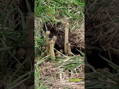 Do they know it's #WorldSnakeDay afterall? #snakes #dating #relationships #failarmy