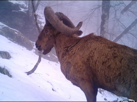 ჯიხვები ლაგოდეხის ლაგოდეხის დაცულ ტერიტორეიბზე