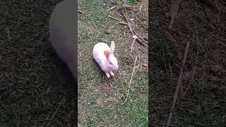 #viral #cute #rabit