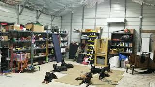 #stealthk9 pet 7 dogs down stay