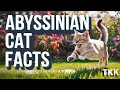 10 abyssian cat facts
