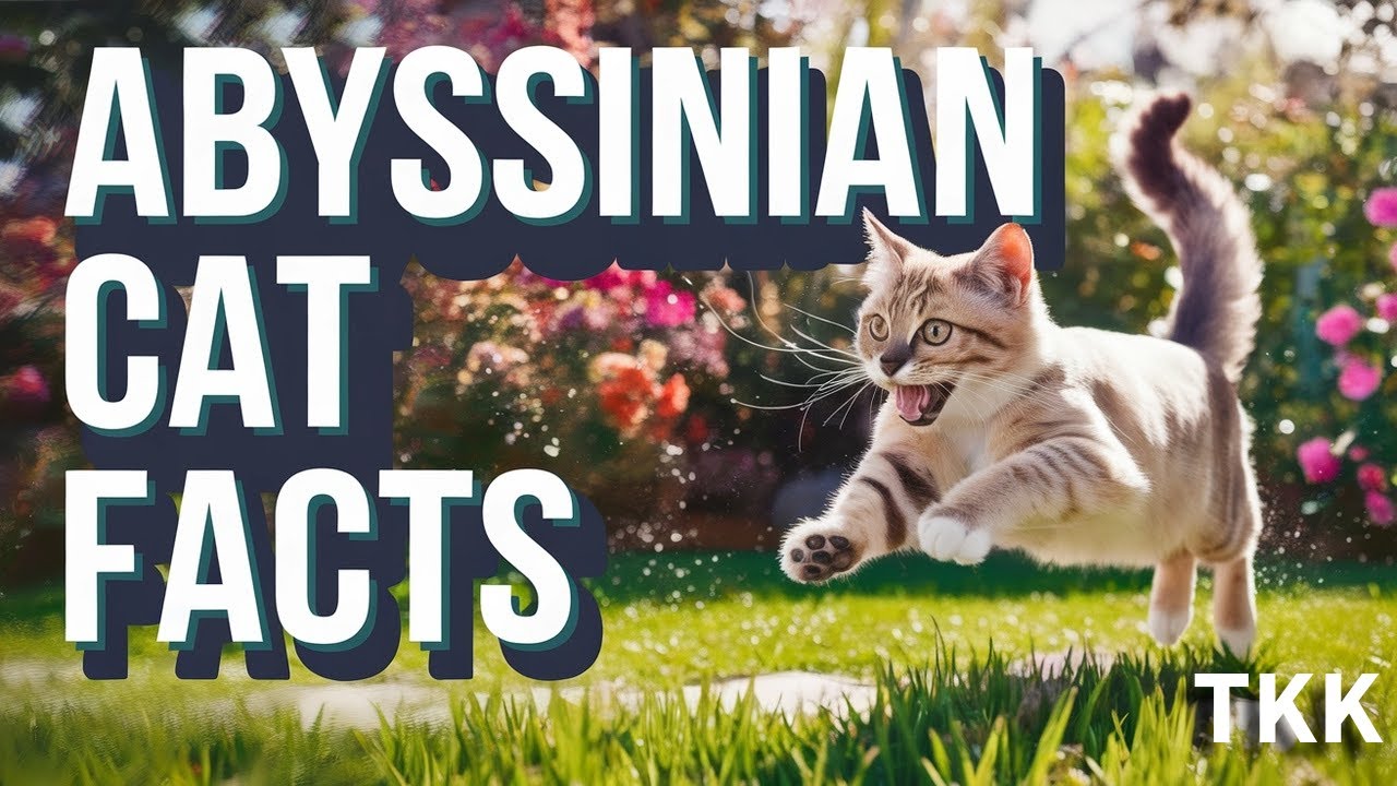 10 abyssian cat facts