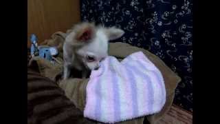 【ダイソーの腹巻でくーの服を作ろう！】105円で出来るチョーあったかい服！　Chihuahua and stomach band