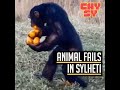 Animal fails   in sylheti