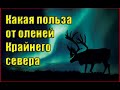 Какая польза от оленей крайнего севера. (Л.Д.О. 264 ч.)