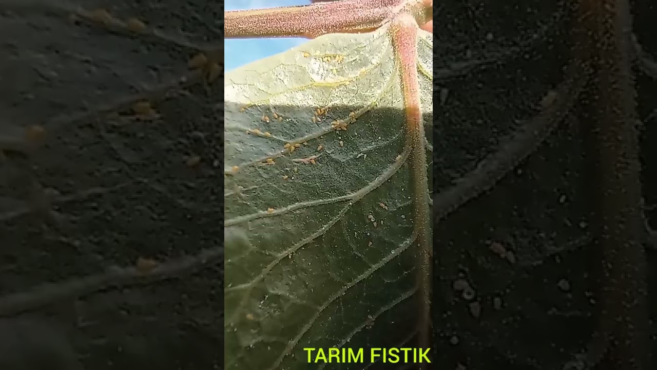 SİİRT- ANTEP FISTIĞI YAPRAK PİSİLİDİ KONTROLÜ ve MÜCADELE YÖNTEMİ