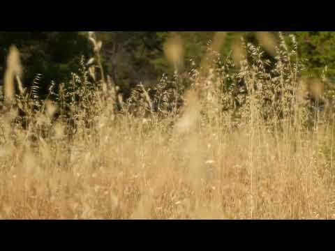 Misc.Inc - Open Eyes (Extended Mix) [VISUALIZER]