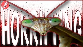 Why Praying Mantises are ACTUALLY Horrifying
