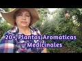 Mas de 20 Plantas Aromaticas y Medicinales en mi Jardin