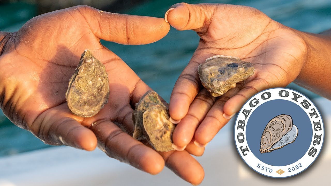 🦪 Oyster Farming Pilot Project in NorthEast Tobago Field Visit bp