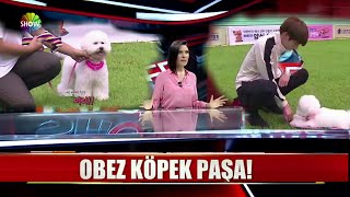 Bts Yine Haberlerde Şaka Amaçlıdır,Dikkate Almayınız Snbxnasbdna