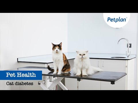 Petplan Common Illnesses - Cat Diabetes