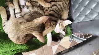 Cute cats video i#cat