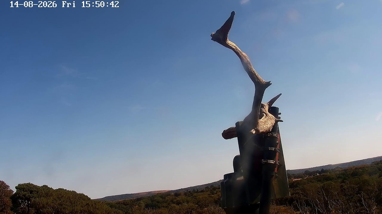 Poole Harbour Osprey Nest Camera live camera thumbnail