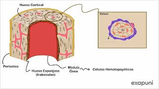 FISIOLOGÍA ÓSEA en 9 minutos! Osteoblastos vs Osteoclastos, Remodelado Óseo, RANKL