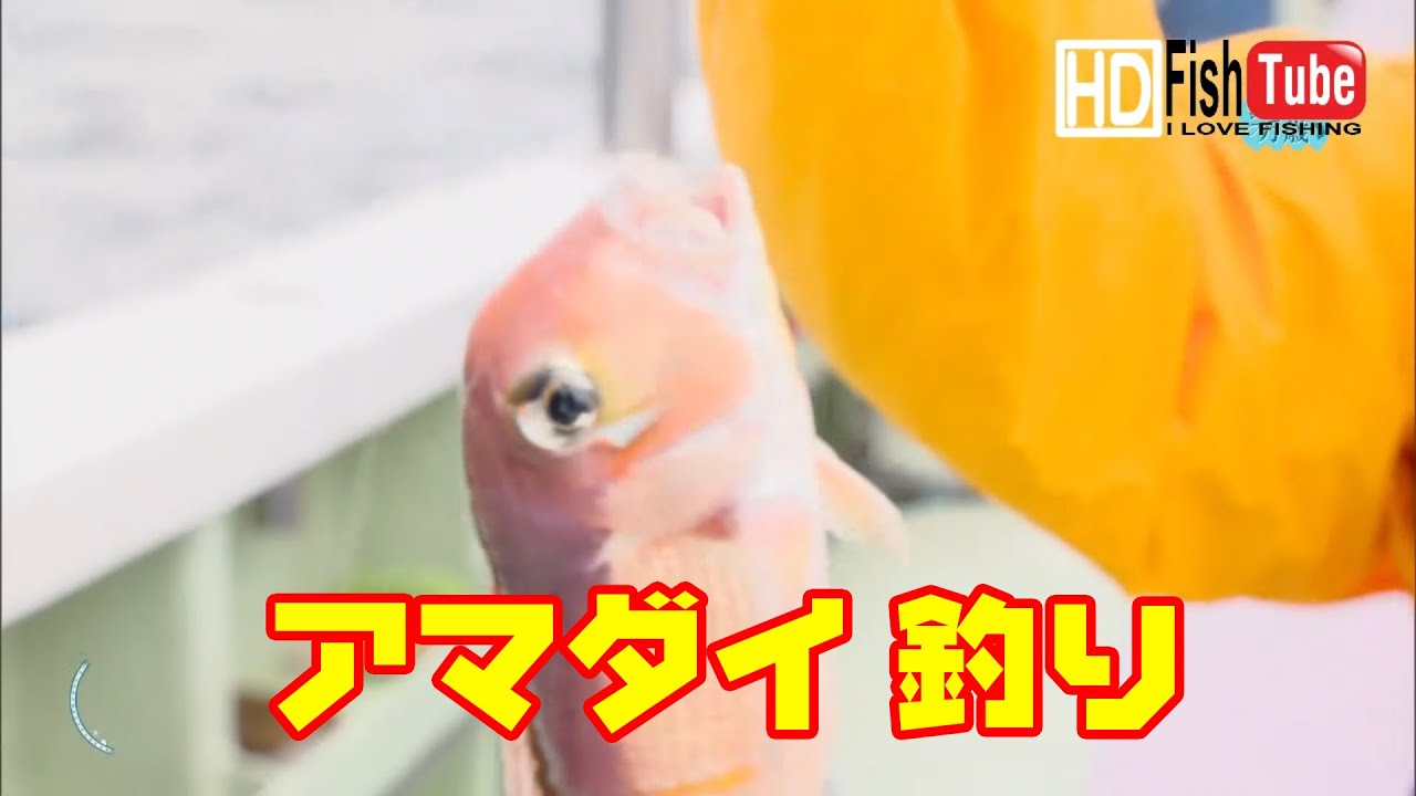 Fishing 京都府 若狭湾でアマダイ釣を楽しむ Enjoy Fishing For Tilefish Red Snapper In Wakasa Bay Kyoto Youtube
