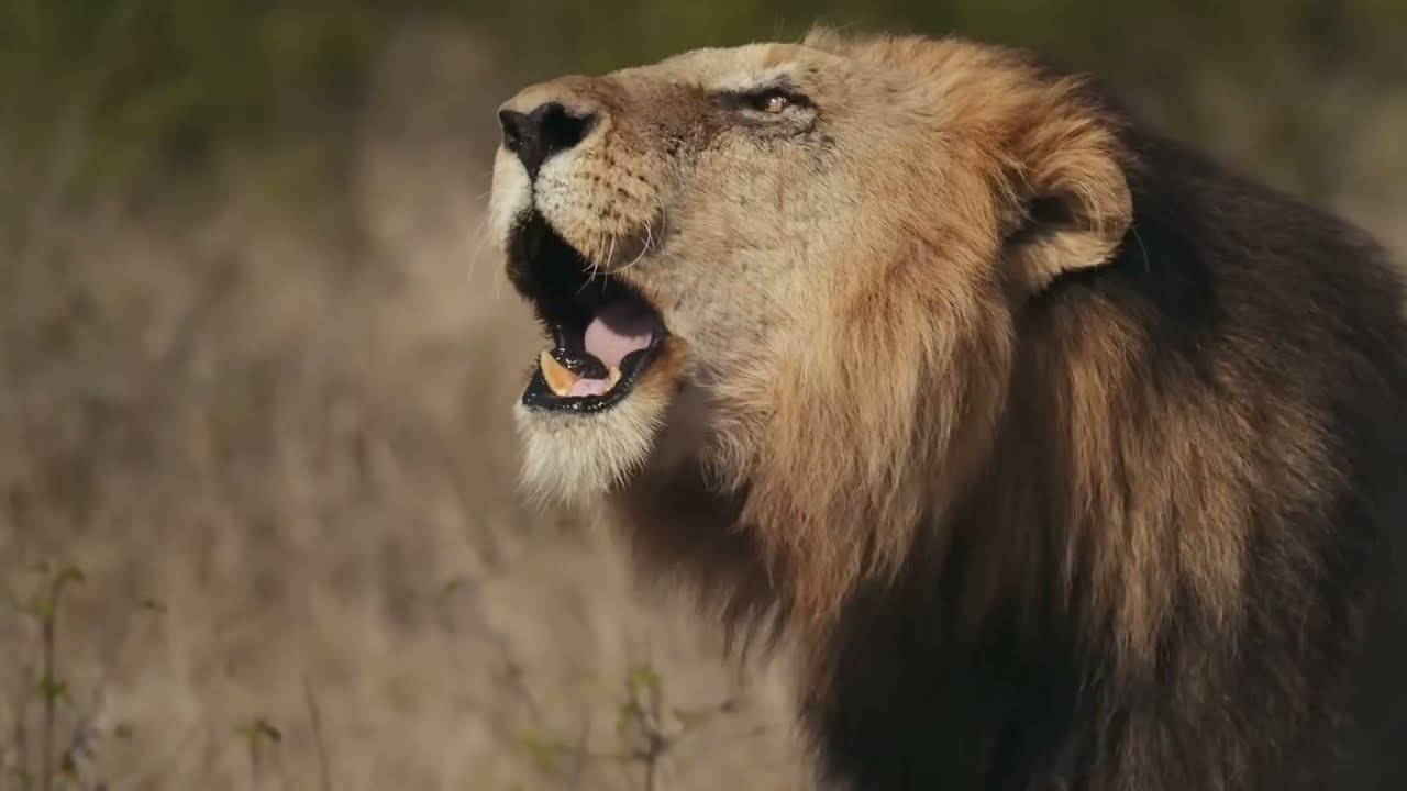 Sabi Sand Riverine Villa · Safaris