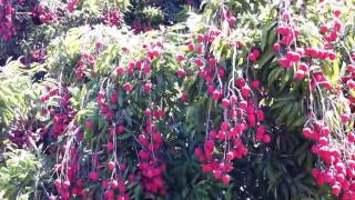 Champ De Letchis Litchi À La Réunion - Colipays