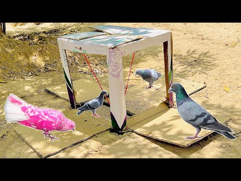 4 Way Birds Catching Trap Easy And Fast | How To Make Cardboard Box Trap @qbtraps 