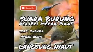 suara pikat burung kolibri merak jantan dan betina ribut
